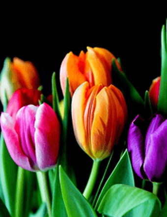 Phyllis Yvonne (Raynor) Ransom Obituary