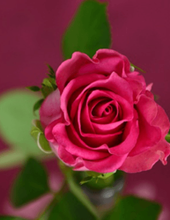 Toribia Rios Solorzano Obituary